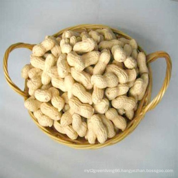 Chinese New Crop Washed Peanut Inshell